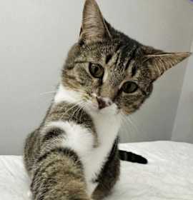 Photo of Queen Victoria