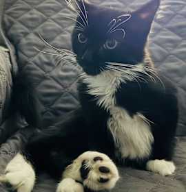 Photo of Meatball Girard