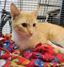 Photo of Mister Marmalade