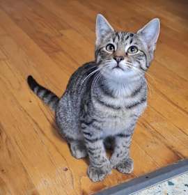 Photo of Wahmbourine