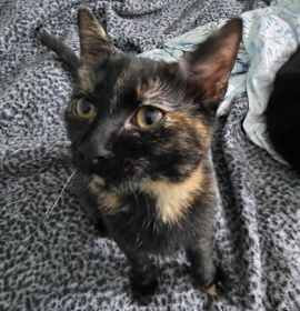 Photo of MINERVA BABY