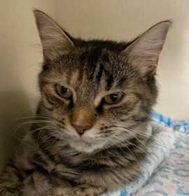 Photo of Opal @ Auburn Public Library