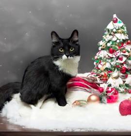 Photo of Violet (bonded to Cairo)