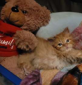 Photo of Flip Flop-PENDING