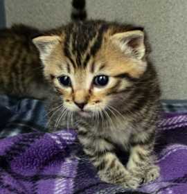 Photo of Brownie (Blue Collar)