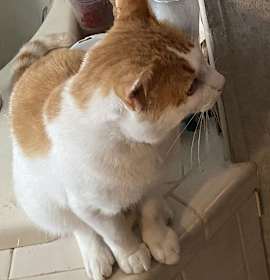 Photo of Thomas, aka Tommy