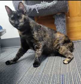 Photo of Berlioz-special needs CH