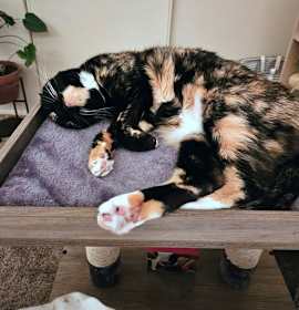 Photo of KITTY #1749 - Offered by Owner - Senior