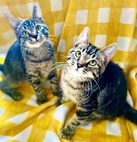 Photo of Michael & Jason Great Purrers!