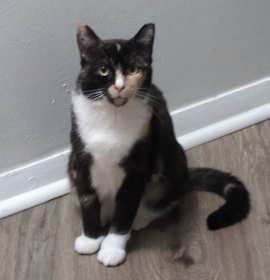 Photo of 205-Taylor bonded with Travis