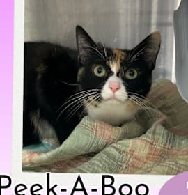 Photo of Peek-A-Boo