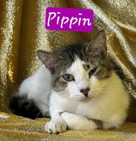 Photo of Pippin