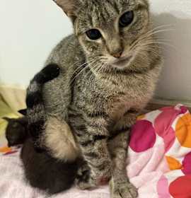 Photo of Tabi Tri pod tabby girl