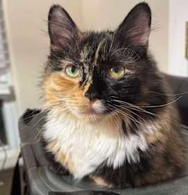 Photo of Lainey Wilson