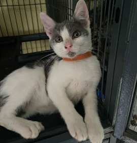 Photo of Pertrie - CCHS