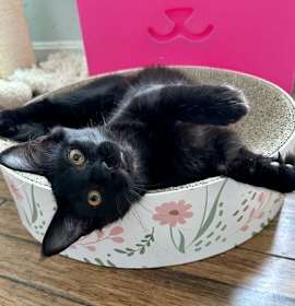 Photo of MAXINE (In Foster) bonded w/BUSTER