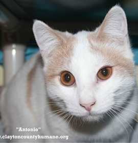 Photo of Antonio - CCHS