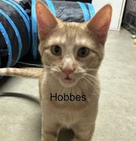 Photo of Hobbes