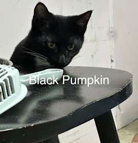 Photo of Black Pumpkin