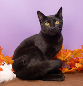 Photo of Gwen Stefani