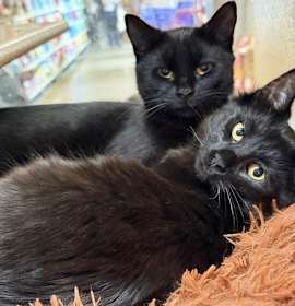 Photo of Annabelle and Tickety-Boo