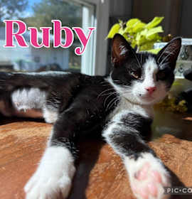 Photo of Ruby