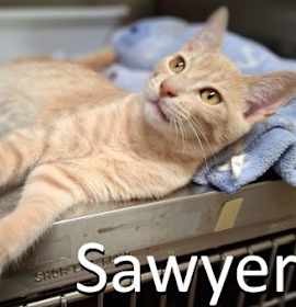 Photo of Sawyer