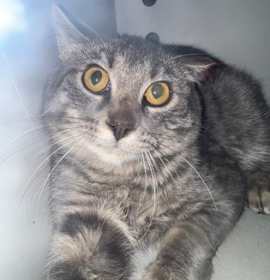 Photo of Marathon *Barn Cat*