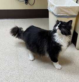 Photo of OSCAR #1757 - Offered by Owner - FIV+