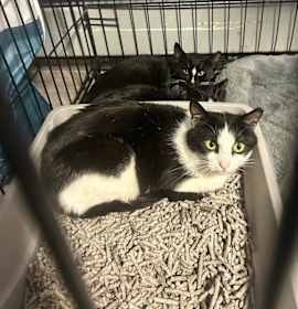 Photo of Sassy Syosset