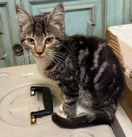 Photo of Sissy Kit - Bennington