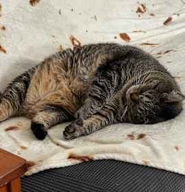 Photo of Rocky Racoon