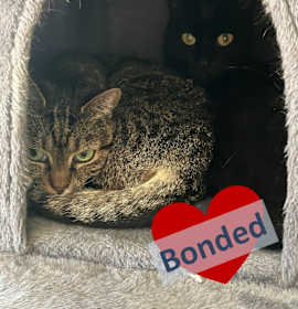 Photo of Pooka & Chance