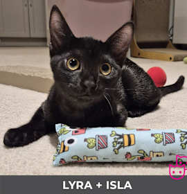 Photo of Lyra (bonded with Isla)