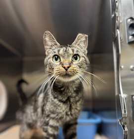 Photo of Buffy the Vampire Slayer