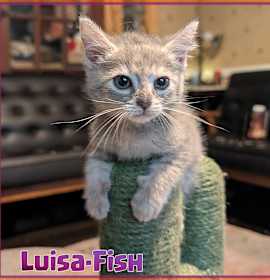 Photo of Luisa Fish