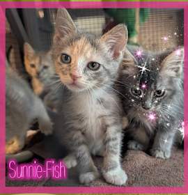 Photo of Sunny Sun Fish