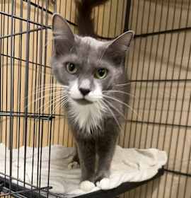 Photo of Mariah Kitty