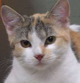 Photo of Cali Burg - must adopt with Sp