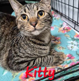 Photo of Kitty