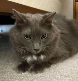 Photo of Boulder25 declawed