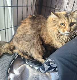 Photo of 2025-156 Reeces Kiss bonded with Snickers Cupcake