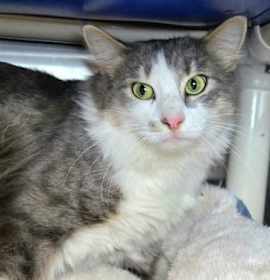 Photo of Powdered Donut