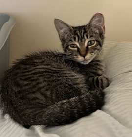 Photo of Charley Jr.