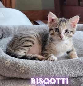 Photo of Biscotti - No Longer Accepting Applications