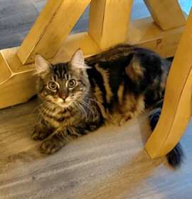 Photo of Dean (Pierre)