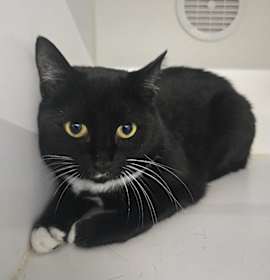 Photo of Ava Gardner