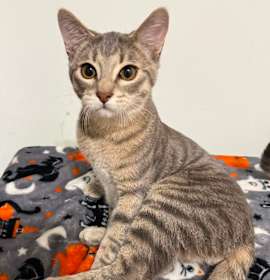 Photo of Hemmingway (Hemi)