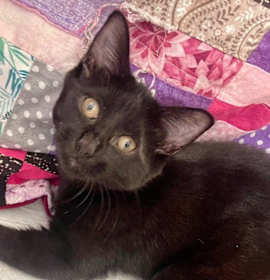 Photo of Maple ☆FELV☆ Breakfast Litter