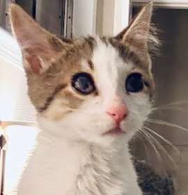 Photo of Cosette [Visually Impaired]